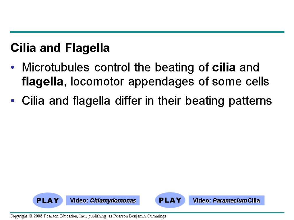 Cilia and Flagella Microtubules control the beating of cilia and flagella, locomotor appendages of